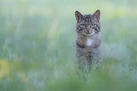 Attēlu rezultāti vaicājumam “Felis silvestris catus juvenile”