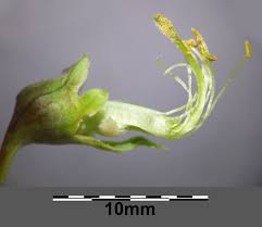 Attēlu rezultāti vaicājumam “Lathyrus latifolius bud”