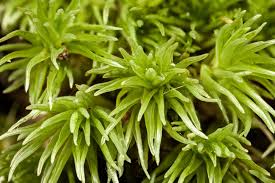 Attēlu rezultāti vaicājumam “Lophocolea minor macro”