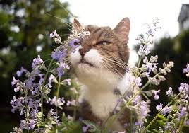 Image result for Katzenminze