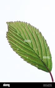 Attēlu rezultāti vaicājumam “Viburnum opulus leaf”