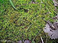 Attēlu rezultāti vaicājumam “Tortella tortuosa”