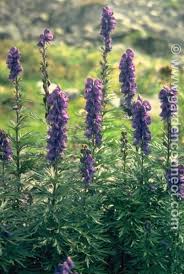 Image result for Aconitum napellus