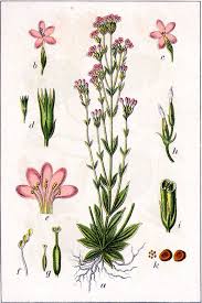 Attēlu rezultāti vaicājumam “Centaurium erythraea leaf”