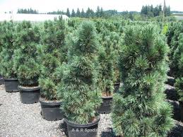 Image result for Pinus cembra