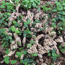 Attēlu rezultāti vaicājumam “Lathraea squamaria bud”