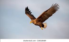 Attēlu rezultāti vaicājumam “Haliaeetus albicilla adult”