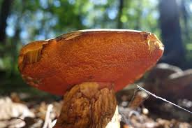 Attēlu rezultāti vaicājumam “Sutorius luridiformis”