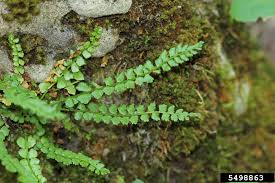 Attēlu rezultāti vaicājumam “Asplenium trichomanes”
