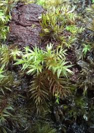 Attēlu rezultāti vaicājumam “Leucobryum glaucum”