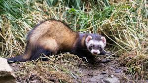 Image result for inthe.es