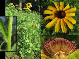 Attēlu rezultāti vaicājumam “Rudbeckia hirta var. hirta”