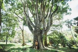 Image result for шри ланка королевский ботанический сад