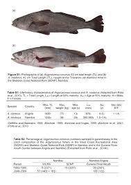 Image result for Argyrosomus inodorus