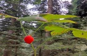 Attēlu rezultāti vaicājumam “Podophyllum hexandrum fruit”