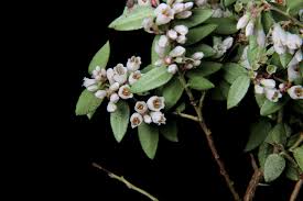 Attēlu rezultāti vaicājumam “Gaultheria cuneata”