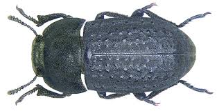 Attēlu rezultāti vaicājumam “Opatrum sabulosum”