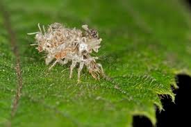 Attēlu rezultāti vaicājumam “Chrysopidae imago”