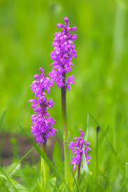 Attēlu rezultāti vaicājumam “Orchis mascula flower”