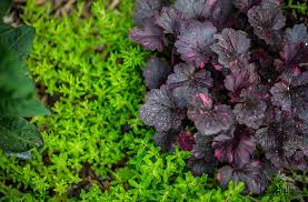 Image result for Heuchera `Midnight Rose`
