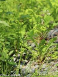 Attēlu rezultāti vaicājumam “Carex remota fruit”