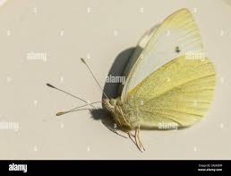 Attēlu rezultāti vaicājumam “Pieris rapae male”