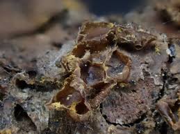 Attēlu rezultāti vaicājumam “Trichia contorta spores”