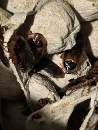 Attēlu rezultāti vaicājumam “Badhamia dubia sessile”