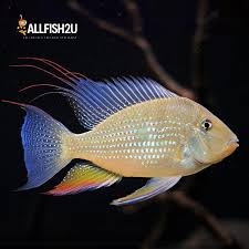 Image result for Rutilus heckelii