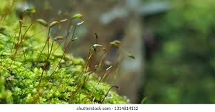 Attēlu rezultāti vaicājumam “Pogonatum dentatum macro”