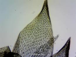 Attēlu rezultāti vaicājumam “Sphagnum fimbriatum”