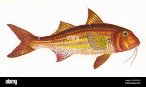 Image result for Mullus surmuletus