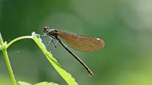 Attēlu rezultāti vaicājumam “Calopteryx virgo female”