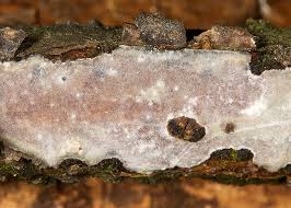 Attēlu rezultāti vaicājumam “Vuilleminia comedens”