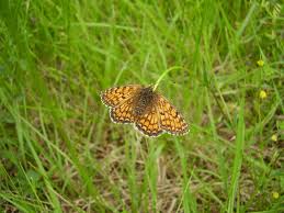 Attēlu rezultāti vaicājumam “Mellicta athalia”