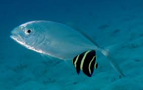 Image result for Caranx crysos