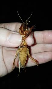 Attēlu rezultāti vaicājumam “Gryllotalpa gryllotalpa”