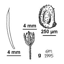 Attēlu rezultāti vaicājumam “Spergularia rubra leaf”