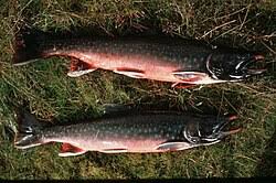 Image result for Salvelinus malma