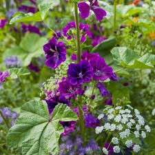 Image result for Malva sylvestris