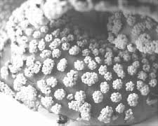 Attēlu rezultāti vaicājumam “Stemonitis herbatica plasmodium”