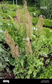 Image result for Sauerampfer