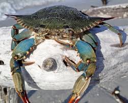 Image result for Callinectes sapidus