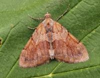 Attēlu rezultāti vaicājumam “Pennithera firmata”