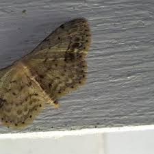 Attēlu rezultāti vaicājumam “Idaea dimidiata”