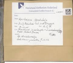 Attēlu rezultāti vaicājumam “Arrhenia spatulata”