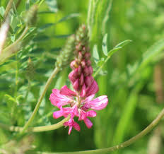 Image result for Onobrychis viciifolia