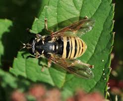 Attēlu rezultāti vaicājumam “Temnostoma vespiforme”