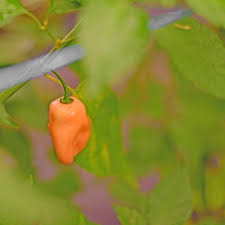 Afbeeldingsresultaat voor peach habanero hot pepper
