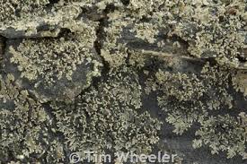 Attēlu rezultāti vaicājumam “Parmeliella triptophylla”